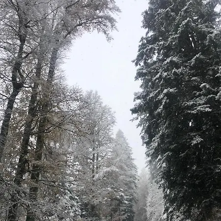 Waldblick