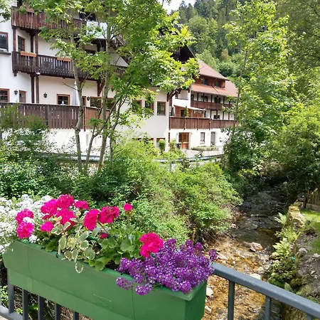 Waldblick Todtmoos