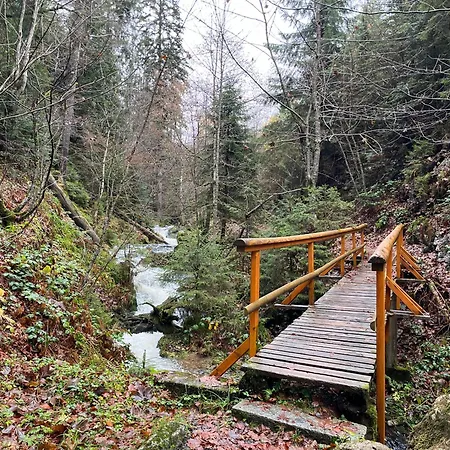 Waldblick تودموس