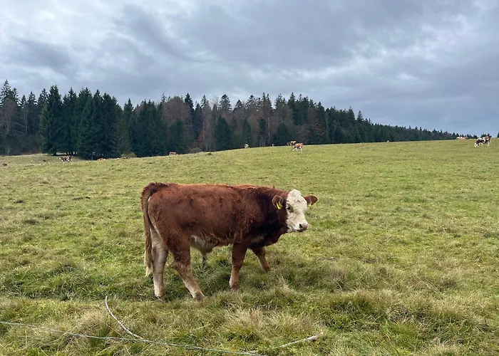 Waldblick Apartment Todtmoos